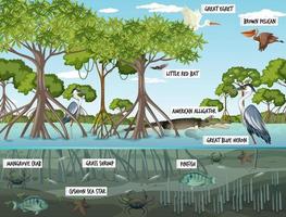 Scène de paysage de forêt de mangrove pendant la journée avec de nombreux animaux différents vecteur
