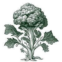 brocoli chou esquisser main tiré des légumes et des fruits vecteur illustration