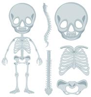 Squelette humain pour jeune enfant vecteur