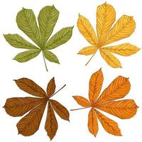 un ensemble de feuilles de châtaignier de toutes les saisons illustration vectorielle dessinée à la main vecteur