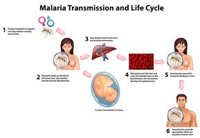 Transmission du paludisme et cycle de vie vecteur