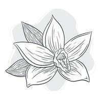 illustration de fleur de vanille dessinée à la main vecteur