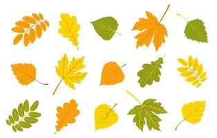 ensemble de l'automne coloré feuilles. érable, bouleau feuilles. sorbier des oiseleurs et noyer feuilles. chêne feuilles. dans le ensemble sur une blanc Contexte vecteur