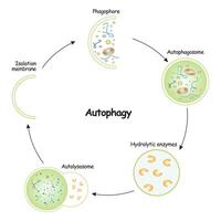 autophagie science conception vecteur illustration