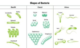 formes de les bactéries science vecteur conception illustration