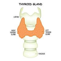 thyroïde glande science conception vecteur illustration diagramme