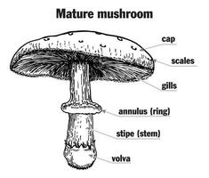 champignon structure. champignon anatomie. la biologie diagramme. structure les pièces, casquette, jupe, les spores, anneau, lamelle, chapeau, tige, branchies volve, mycélium, les hyphes, champignon. champignon vénéneux, bouillie pièce diagramme vecteur