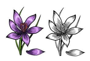 crocus vecteur esquisser illustration isolé sur blanc arrière-plan, Safran esquisser art. Safran fleur. modèle pour emballage conception, étiqueter, bannière, affiche, icône. coloration page.