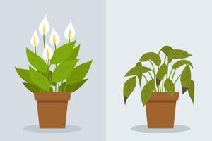 flétrissement de la plante. deux scènes vectorielles avec une plante saine et une plante flétrie vecteur