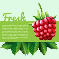 Framboise fraîche avec texte vecteur