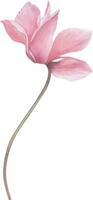 vecteur image de une rose cyclamen fleur dans aquarelle botanique style.