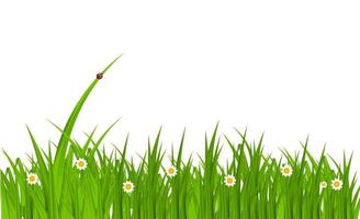 abstrait d'été avec de l'herbe. illustration vectorielle. vecteur