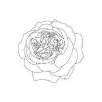 linéaire dessin de Rose fleur isolé sur blanc Contexte. main tiré esquisser, vecteur illustration, décoratif élément pour tatouage, salutation carte, mariage invitation, coloration livre