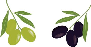 olive main tiré branche avec vert et noir Olives isolé sur blanc Contexte. vecteur illustration