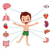 organe interne de l'anatomie humaine avec cerveau, poumons, intestin, cœur, rein, pancréas, rate, foie et estomac. illustration vectorielle isolée vecteur