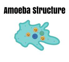 vecteur illustration de amibe anatomie. éducatif structure