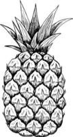 croquis d'un ananas. ananas isolé dessiné à la main. Fruit exotique. vecteur