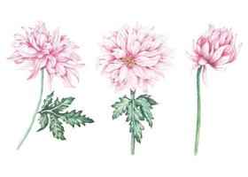 ensemble de chrysanthèmes peints à l'aquarelle vecteur
