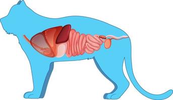 anatomie du chat avec structure des organes internes vecteur