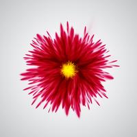 Explose coloré / fleurs, illustration vectorielle vecteur