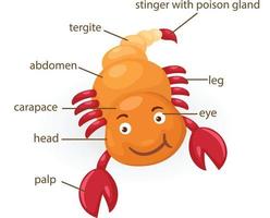 vocabulaire scorpion partie du corps vecteur