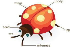 vocabulaire de la coccinelle partie du corps vecteur