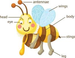 Vocabulaire des abeilles partie du corps vecteur