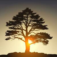 silhouette de une pin arbre à le coucher du soleil. vecteur illustration.