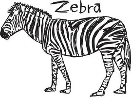Zebra - croquis d'illustration vectorielle dessinés à la main avec des lignes noires vecteur