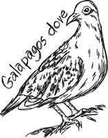 Colombe des Galapagos - croquis d'illustration vectorielle dessinés à la main vecteur