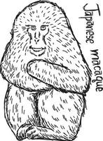 Macaque japonais - croquis d'illustration vectorielle dessinés à la main vecteur