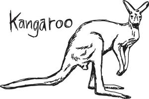 Kangourou - croquis d'illustration vectorielle dessinés à la main vecteur