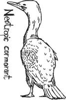 Cormoran néotrope - croquis d'illustration vectorielle vecteur