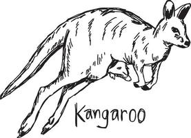 Kangourou avec son bébé dans la poche - illustration vectorielle vecteur