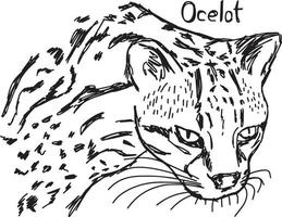 Tête d'ocelot - croquis d'illustration vectorielle dessinés à la main vecteur