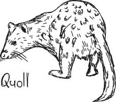 quoll - illustration vectorielle croquis dessinés à la main vecteur