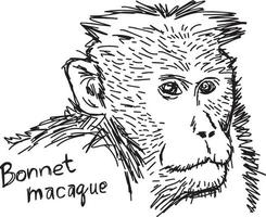 Bonnet macaque - croquis d'illustration vectorielle dessinés à la main vecteur