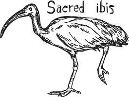 Ibis sacré - croquis d'illustration vectorielle dessinés à la main vecteur