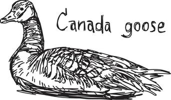 Canada Goose - croquis d'illustration vectorielle dessinés à la main vecteur