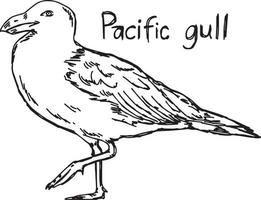 Mouette du Pacifique - croquis d'illustration vectorielle dessinés à la main vecteur