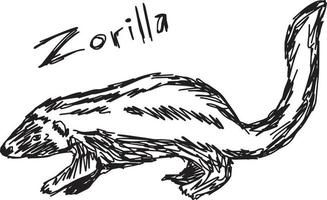 Zorilla - croquis d'illustration vectorielle dessinés à la main vecteur