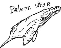 baleine à fanons - croquis d'illustration vectorielle dessinés à la main vecteur