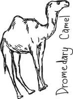 chameau dromadaire - croquis d'illustration vectorielle vecteur