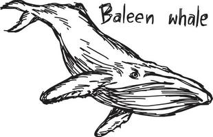 baleine à fanons - croquis d'illustration vectorielle dessinés à la main vecteur