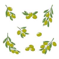 charbon Olives ensemble, coloré Olives vecteur illustration
