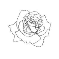 une ligne dessin de Rose fleur isolé sur blanc Contexte. main tiré esquisser, vecteur illustration. décoratif élément pour tatouage, salutation carte, mariage invitation, coloration livre