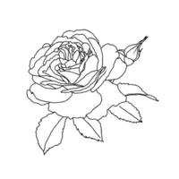 une ligne dessin de Rose fleur isolé sur blanc Contexte. main tiré esquisser, vecteur illustration. décoratif élément pour tatouage, salutation carte, mariage invitation, coloration livre