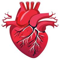 exemple de le Humain cœur médical apprentissage médias vecteur