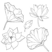 ensemble de vecteur main tiré lotus fleurs et bourgeons, énorme feuilles, noir ligne art illustration. contour floral dessin pour logo, tatouage, emballage conception, compositions. l'eau lis botanique vecteur conception