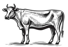 vache permanent main tiré esquisser illustration bétail vecteur